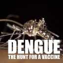 DENGUE: THE HUNT FOR A VACCINE