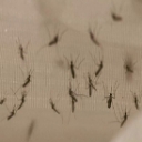 Using Larvicide to Prevent Malaria